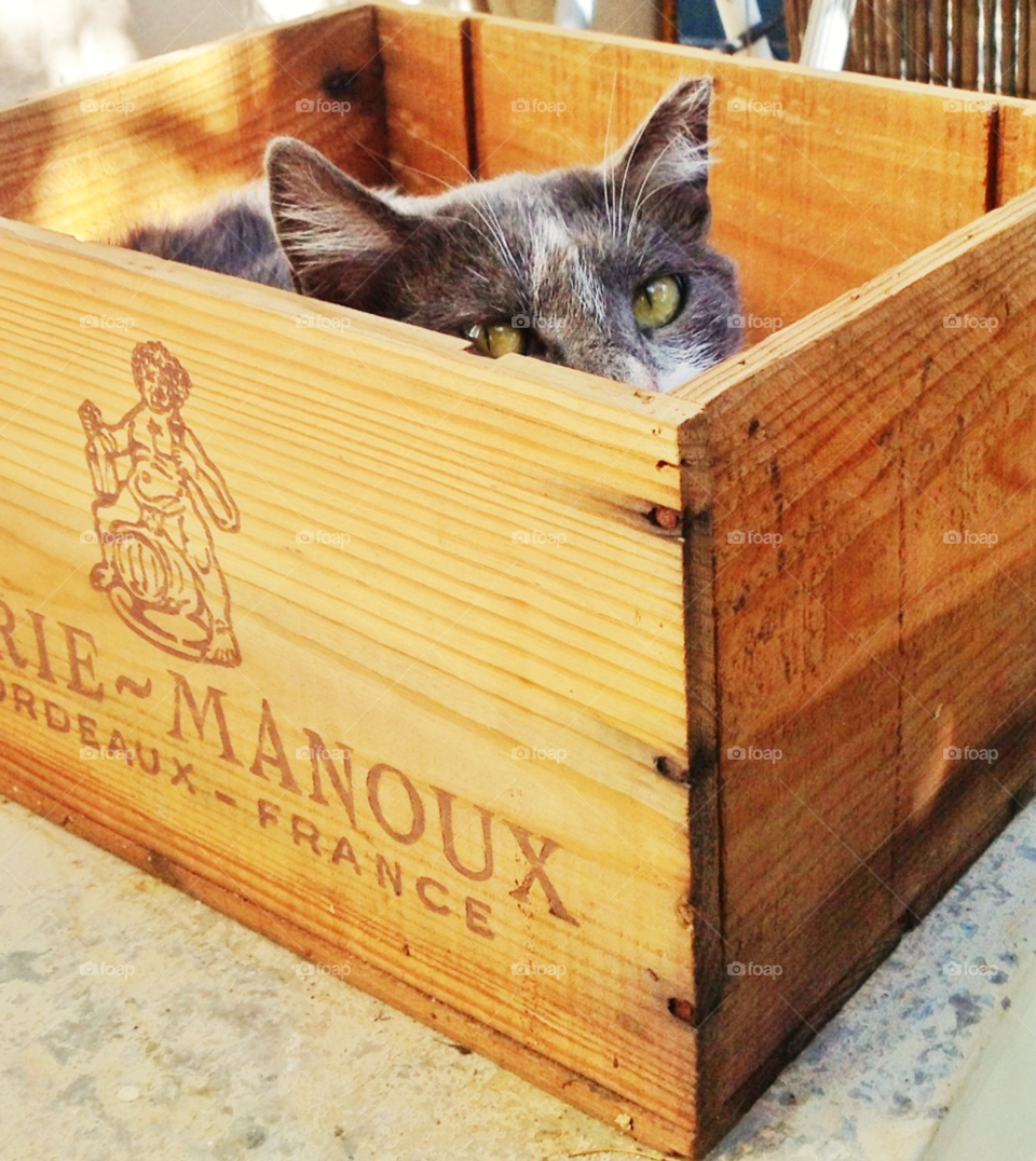 cat france wine box by yaelik