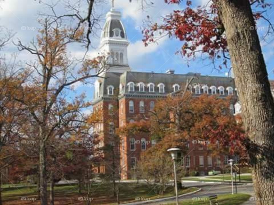 Tree, Outdoors, Blue Sky, Architecture, Sky