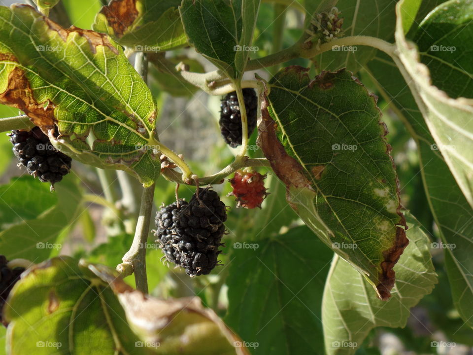 leaves - mulberry tree