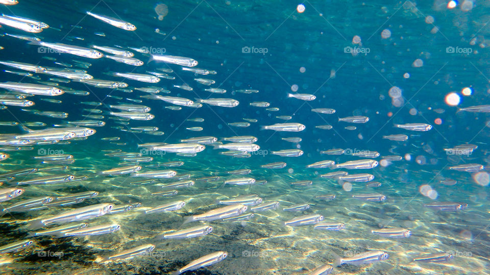 Fishes swimming in sea