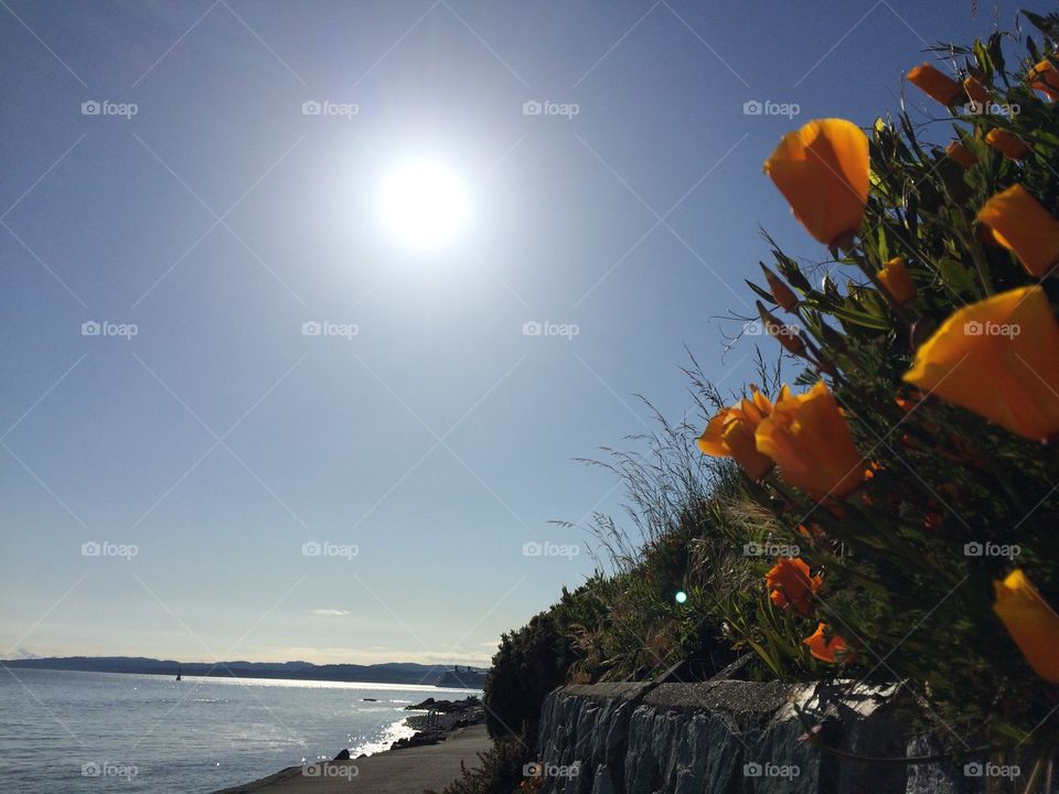 Dream. Sun , flowers and the ocean. Who needs more?