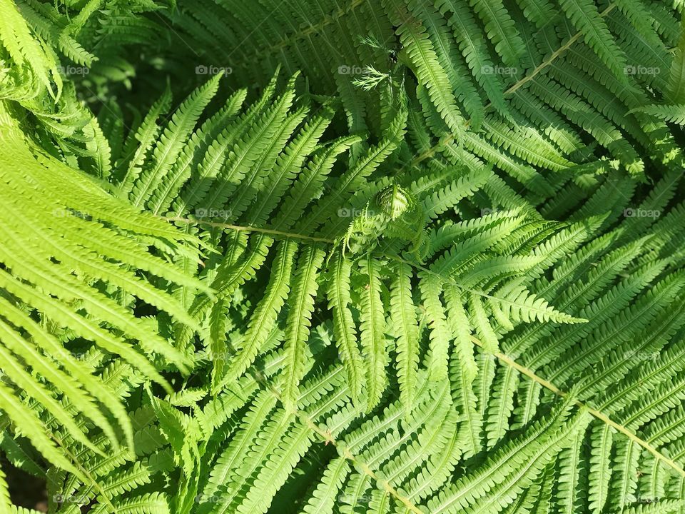 Green fern leaves in summer forest top view nature background 