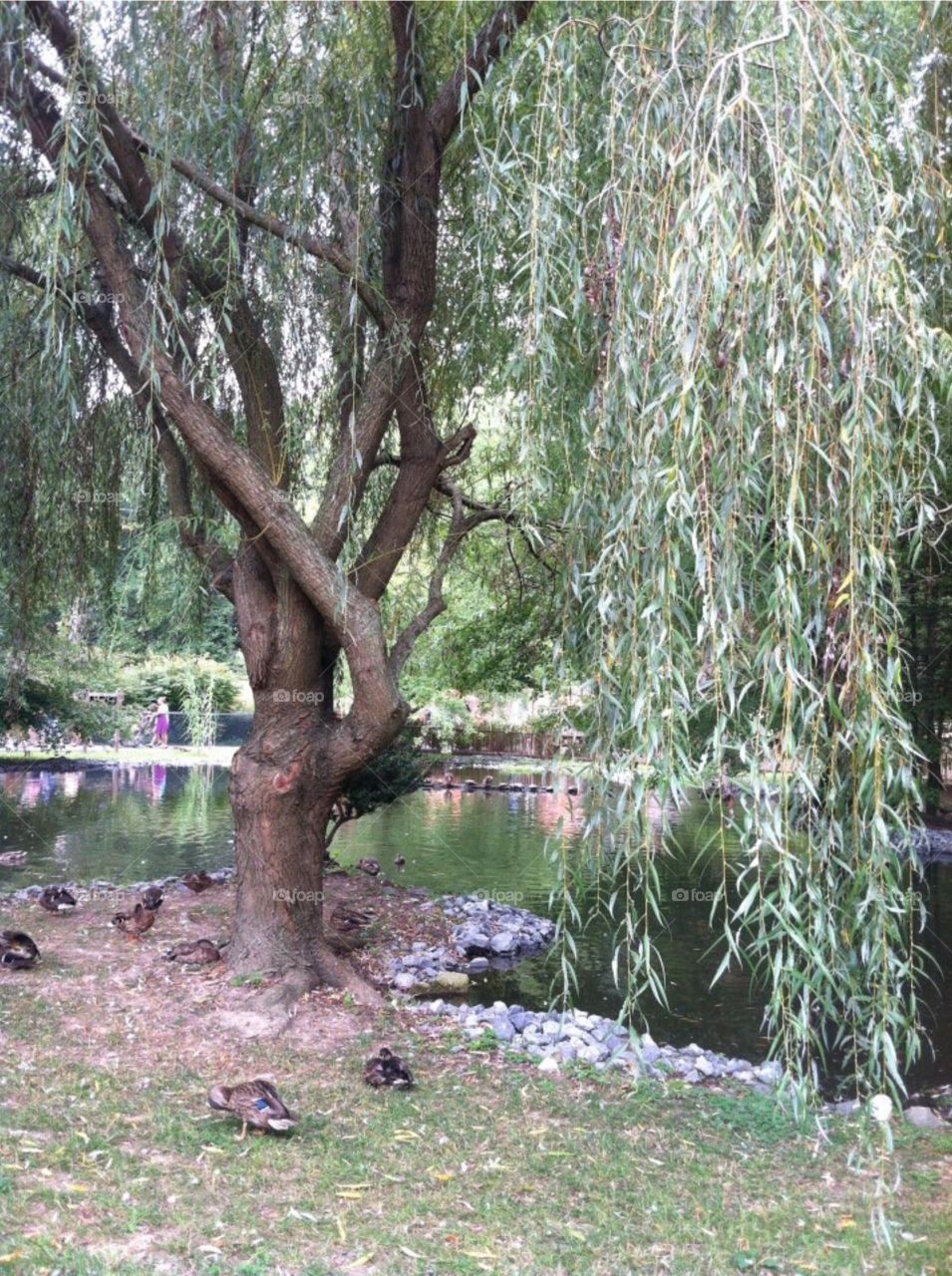Quack Quack. Ducks playing under a weeping willow at the Cape May Zoo