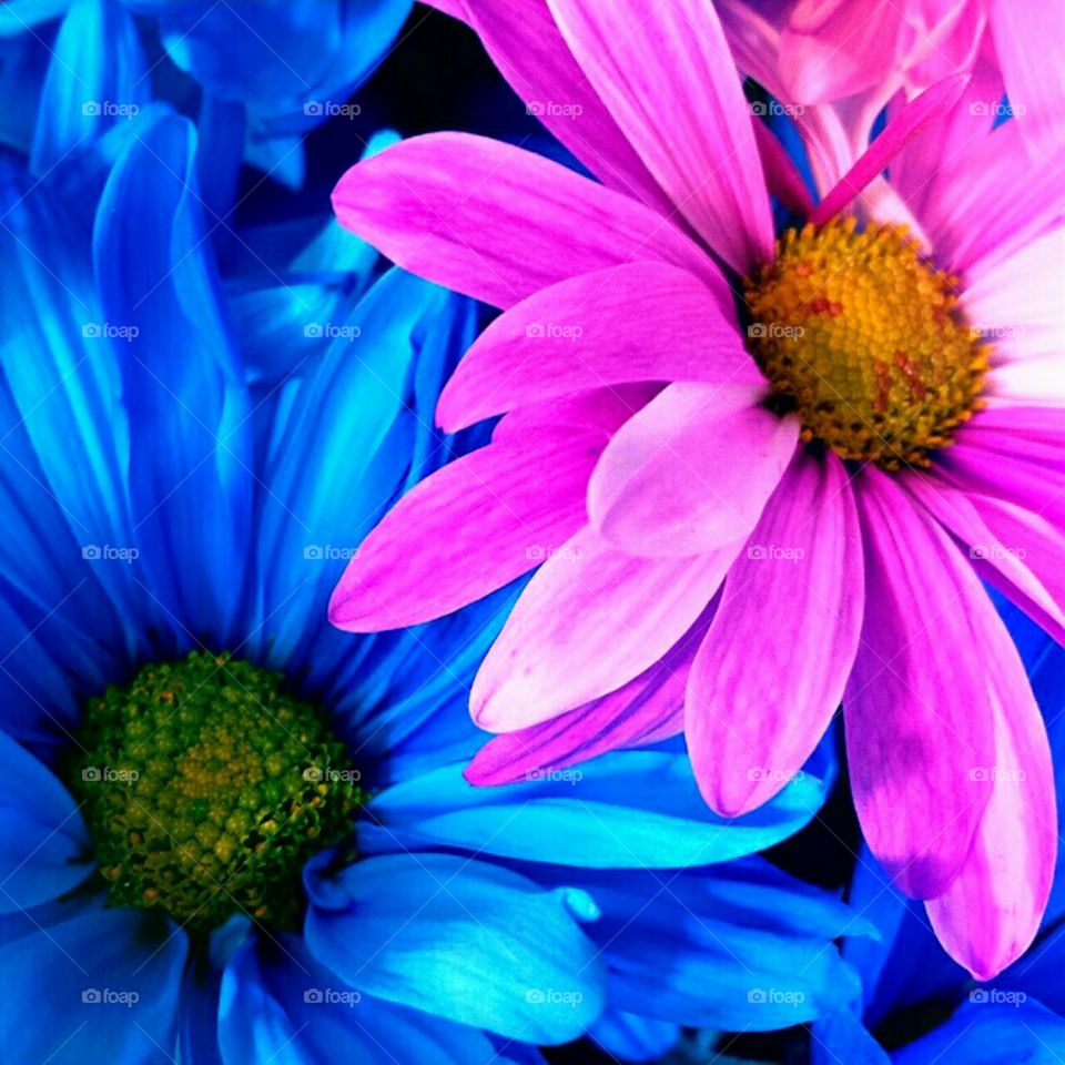 Flower, Nature, Flora, Summer, Petal