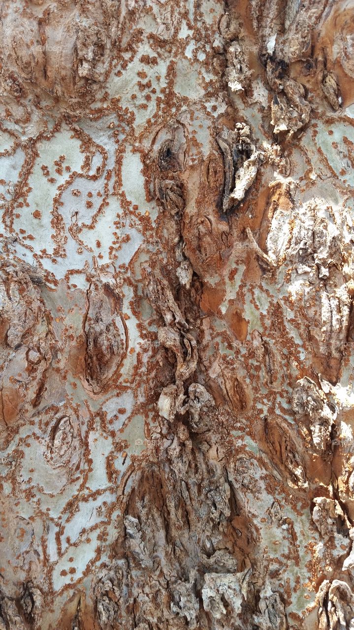 Close-up of tree trunk