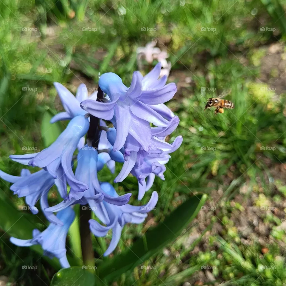 Blue hyacinth and bee
