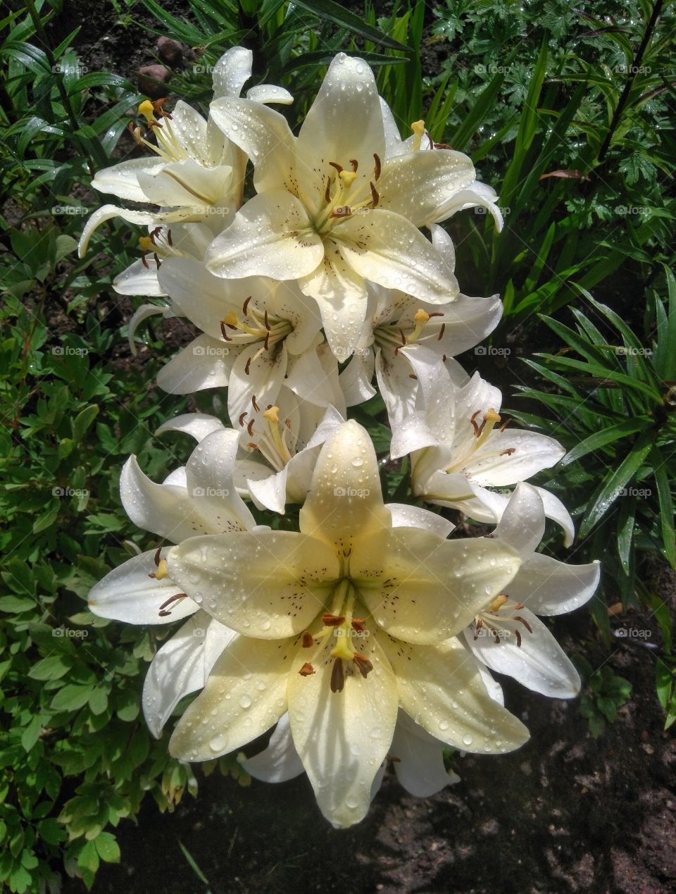 flowers growing in the garden top view summer time