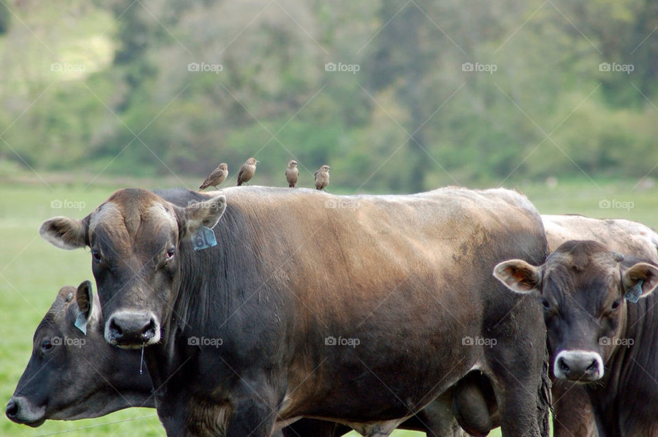 birds mammals animals livestock by mmcook