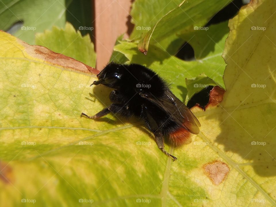 On grape leaves a - bombus 