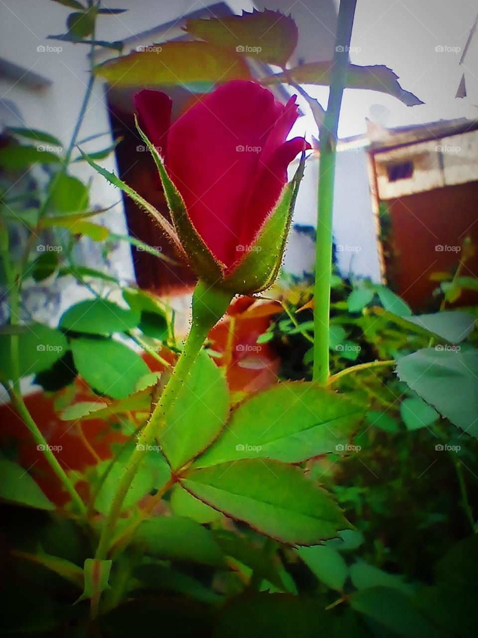 Rose flower