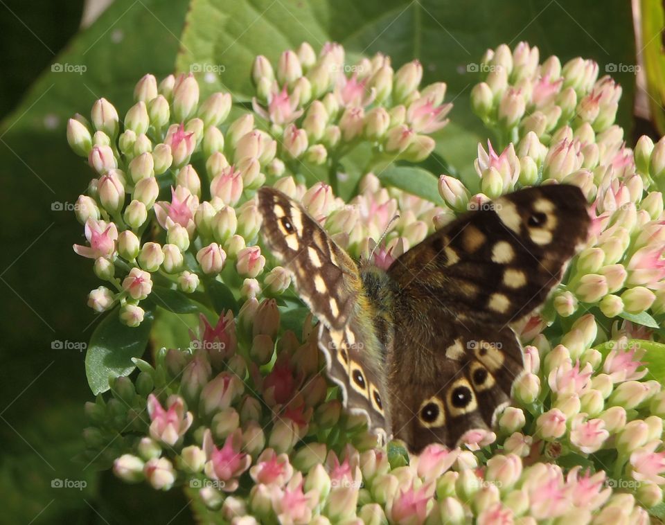 Feeding butterfly . In my back garden (Birmingham UK)