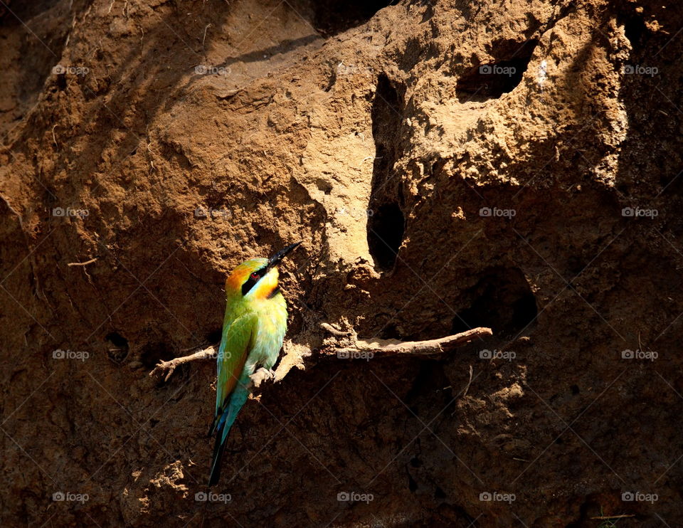 Rainbow Bee-eater