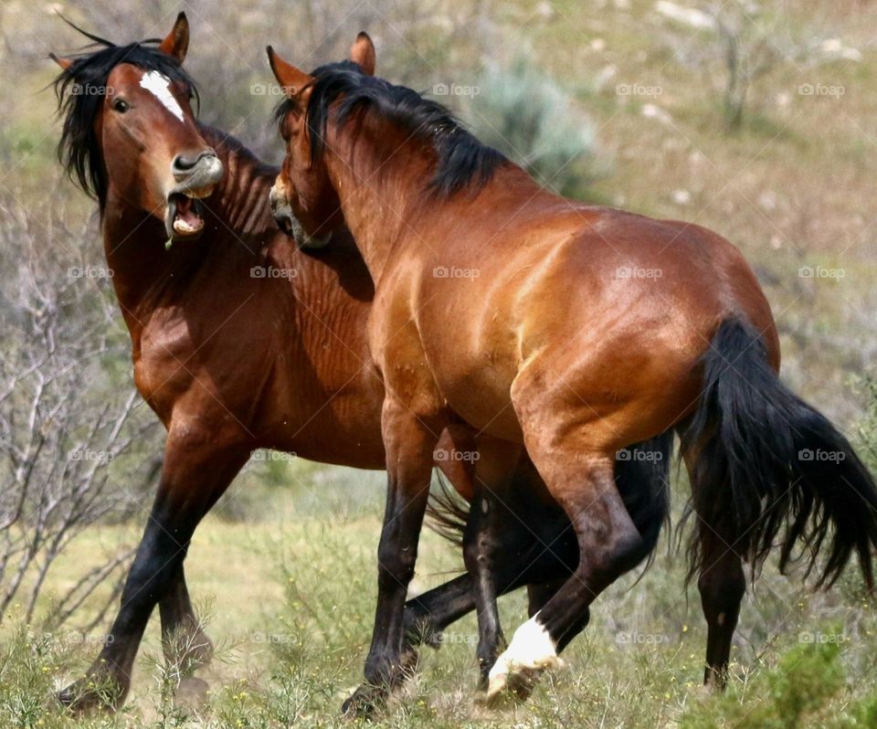 Wild Stallions Sparring in Desert