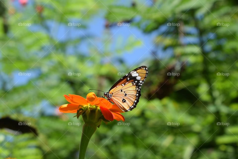 Orange butterfly flower green