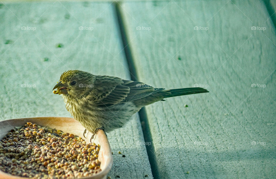 Close-up of wild bird eating