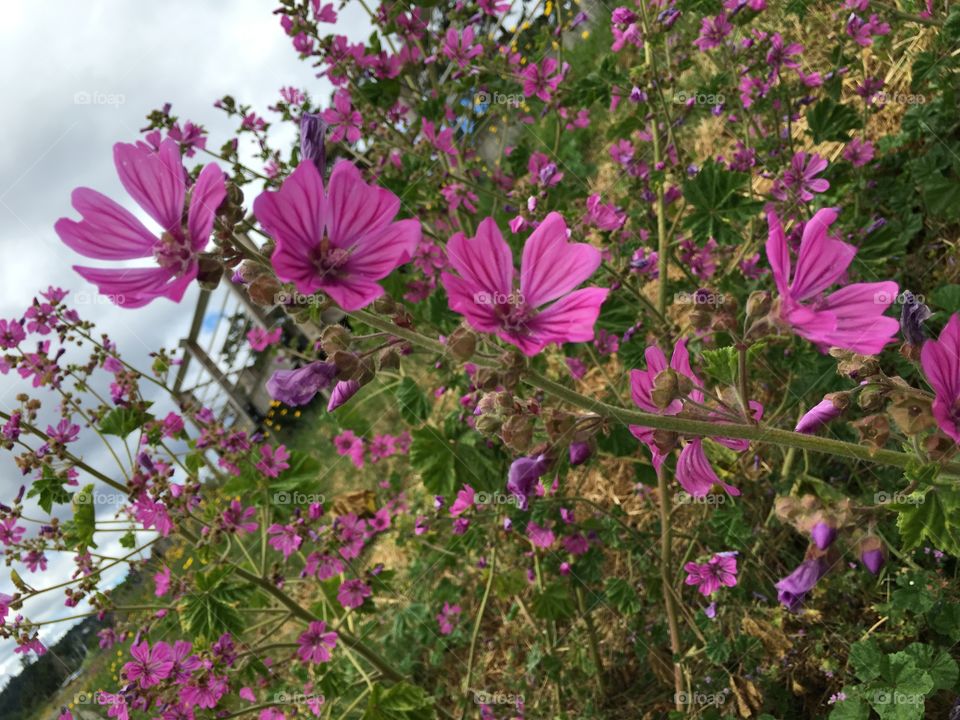 Flowers blooming at outdoors