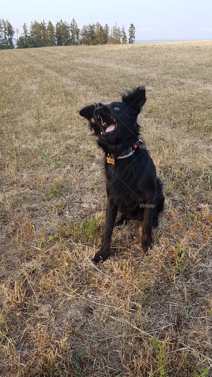 dog catch tidbit