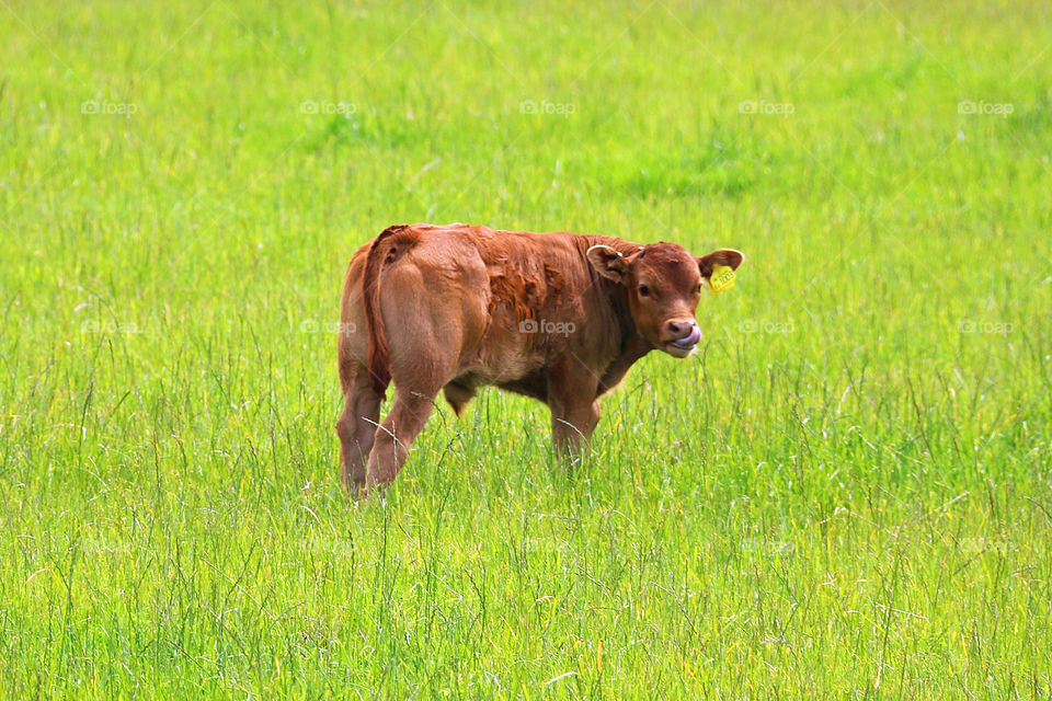 Spring Calf in Green Grass