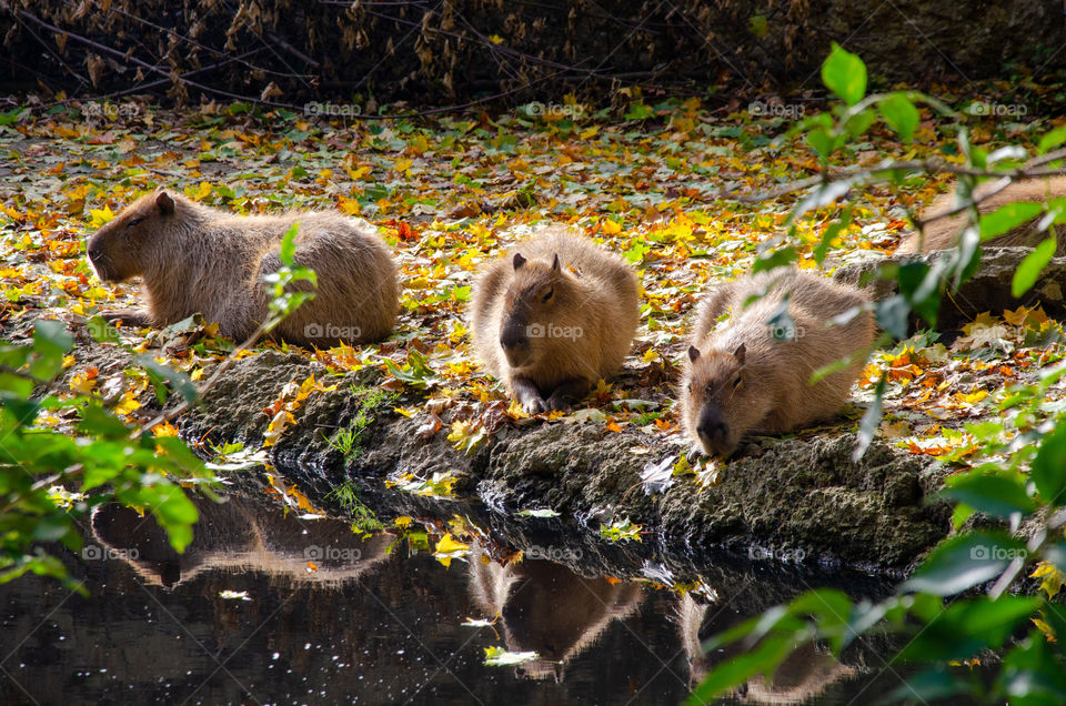 Three Capybaras Sleeping near the Water