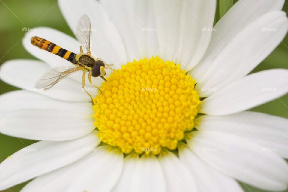 Wasp pollinating on flower
