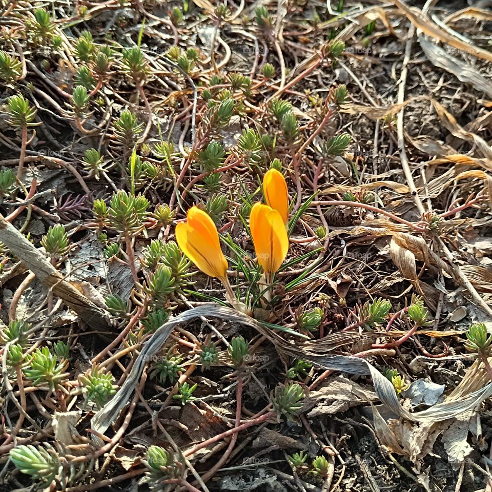 yellow crocuses