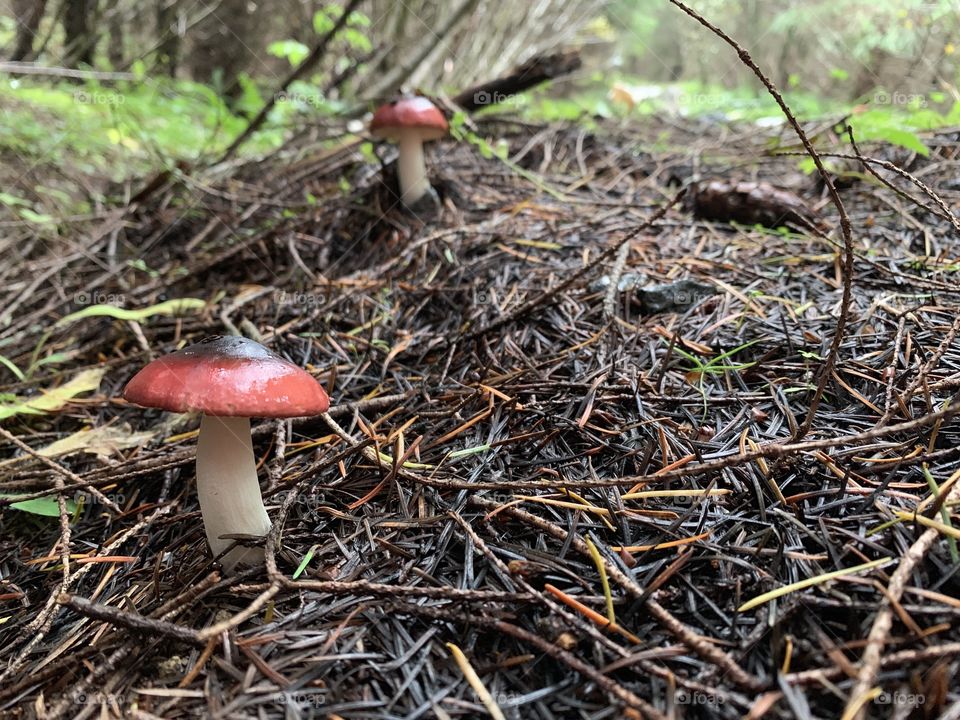 Red and Black mushroom 