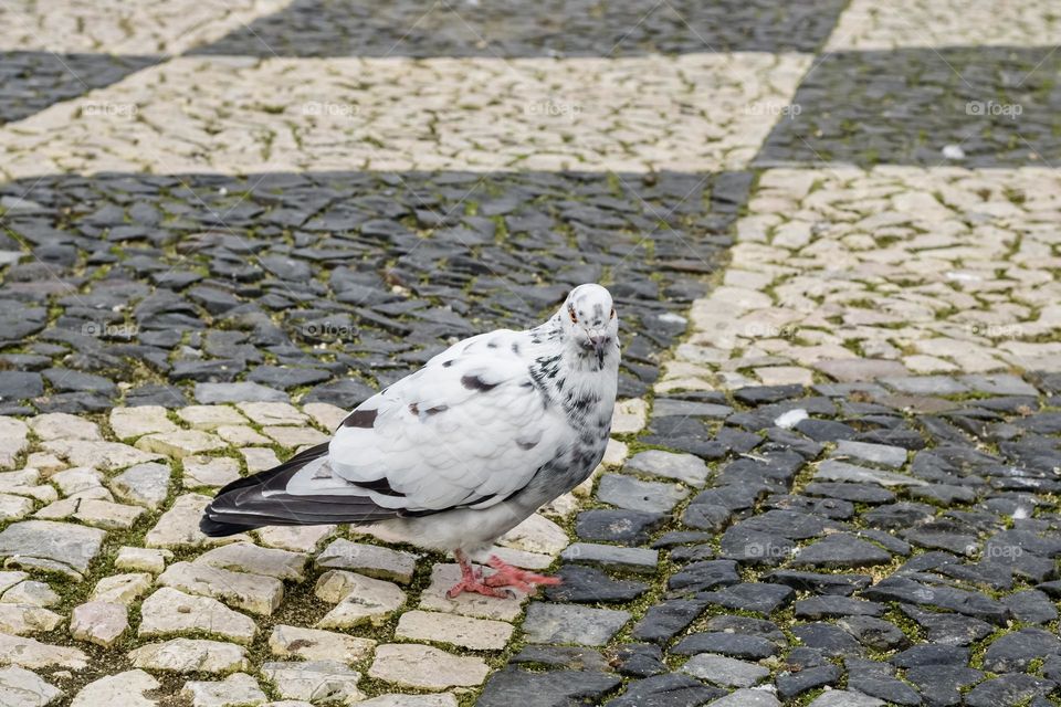 A white pigeons on chequered, cobblestones pavement