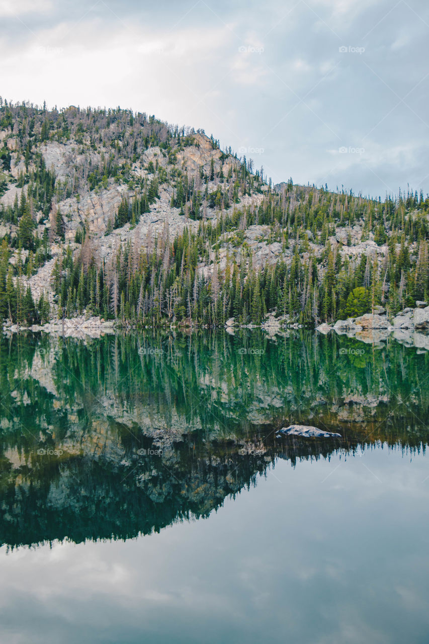 Trees landscape 