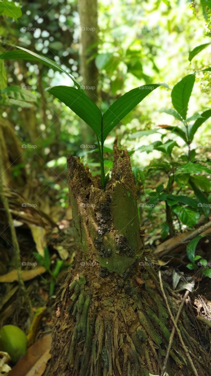 When one tree dies, another tree is left (Areca plant)