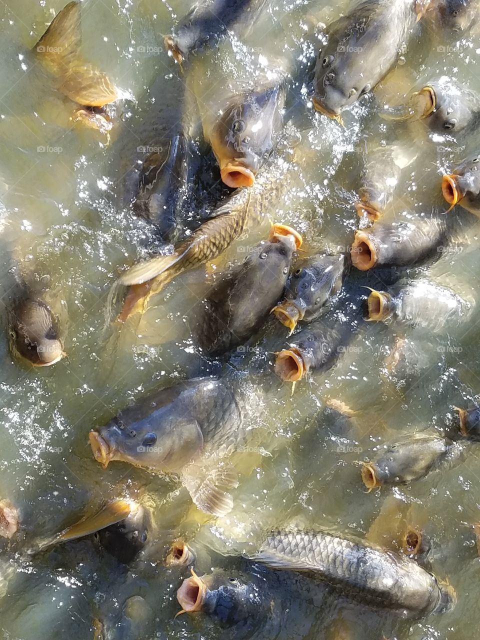 hungry catfish