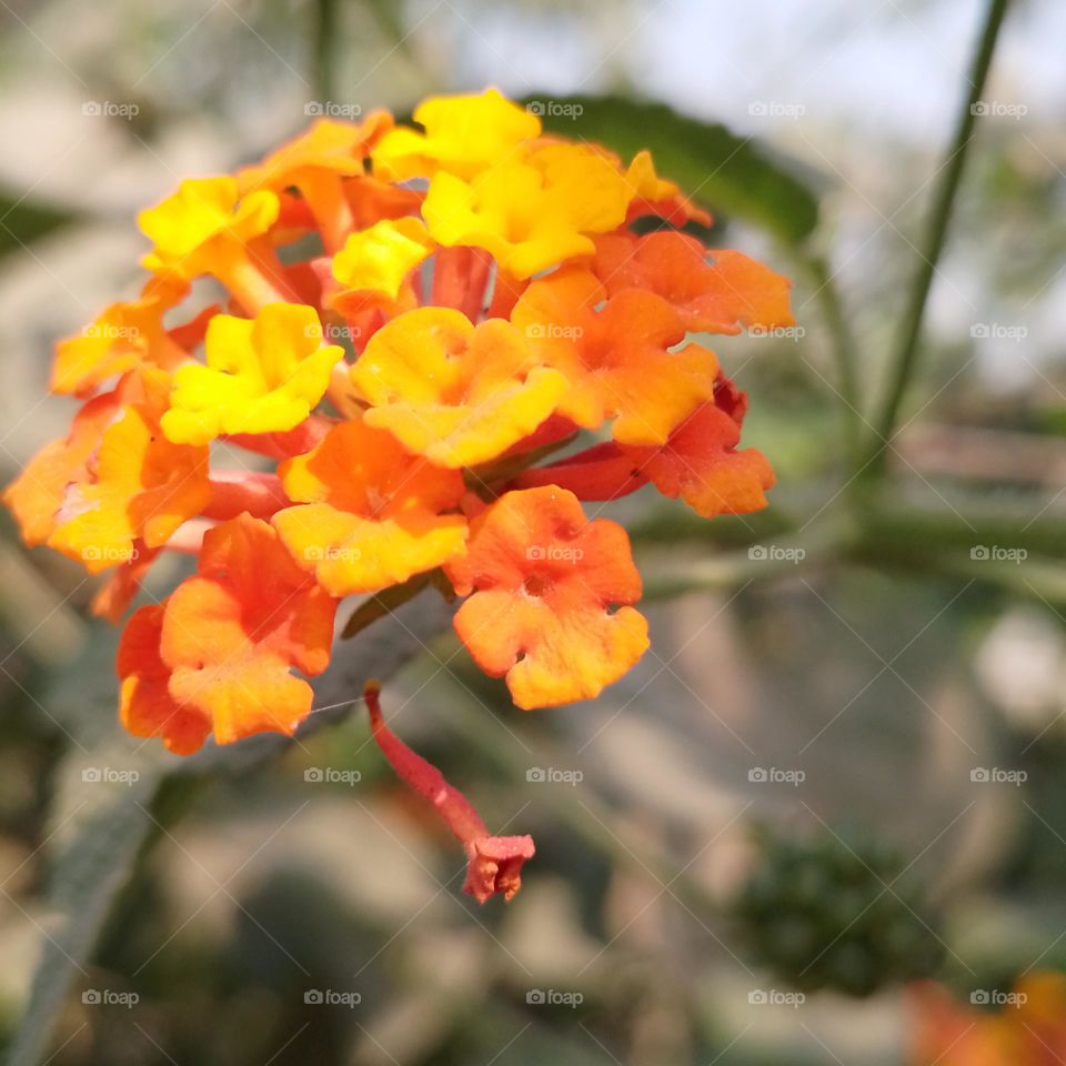 Lantanas