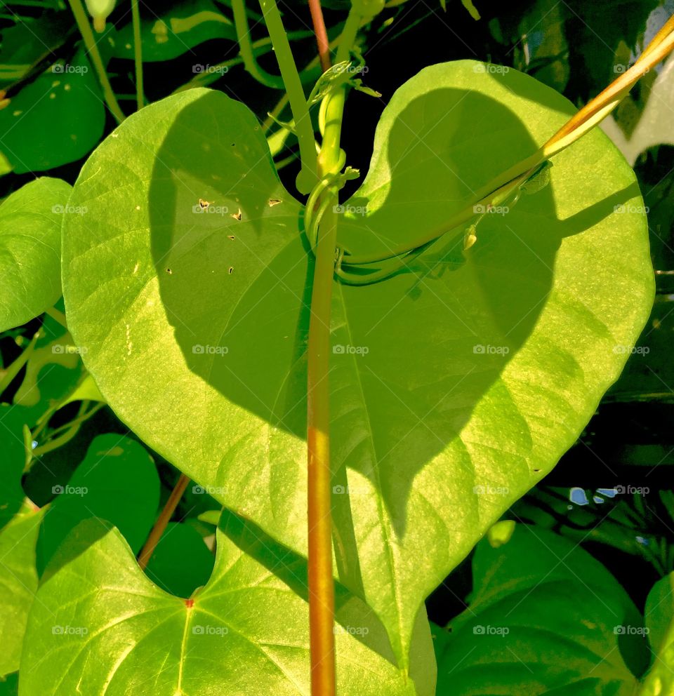 Glory of Love (morning glory leaf shadow)