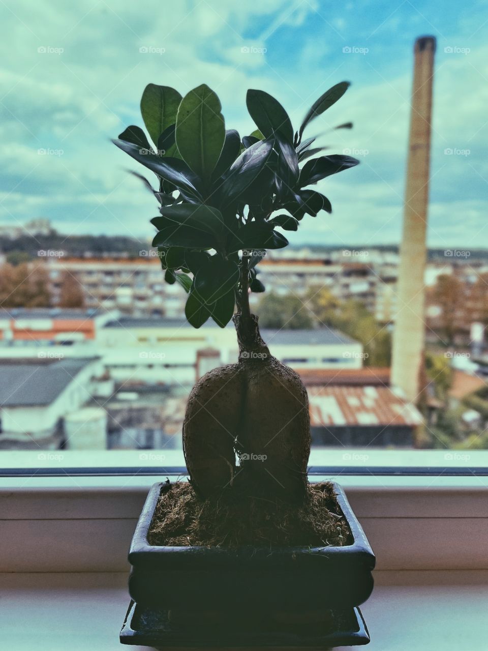 small three Bonsai 