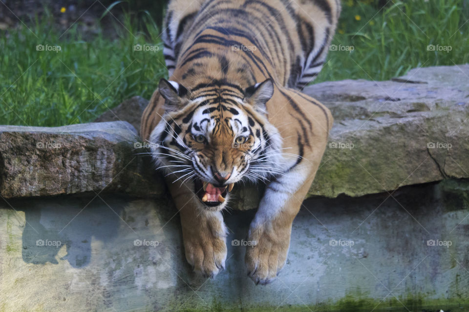Tiger roars , symmetry 