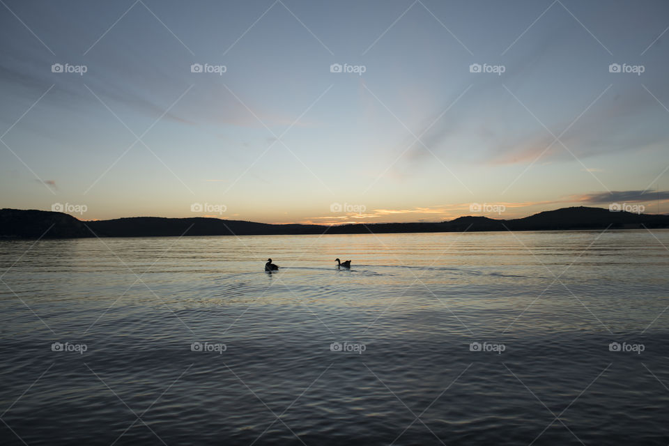 Ducks on a Lake During Magic Hour