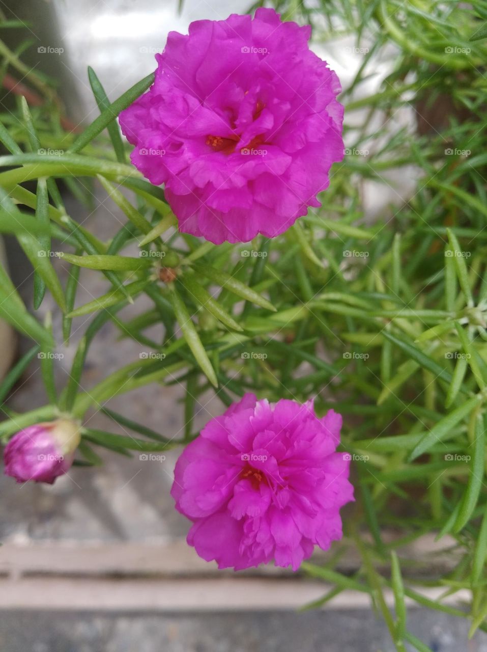 pink flower seasonal fresh shurb small size looks very beautiful generally found everywhere