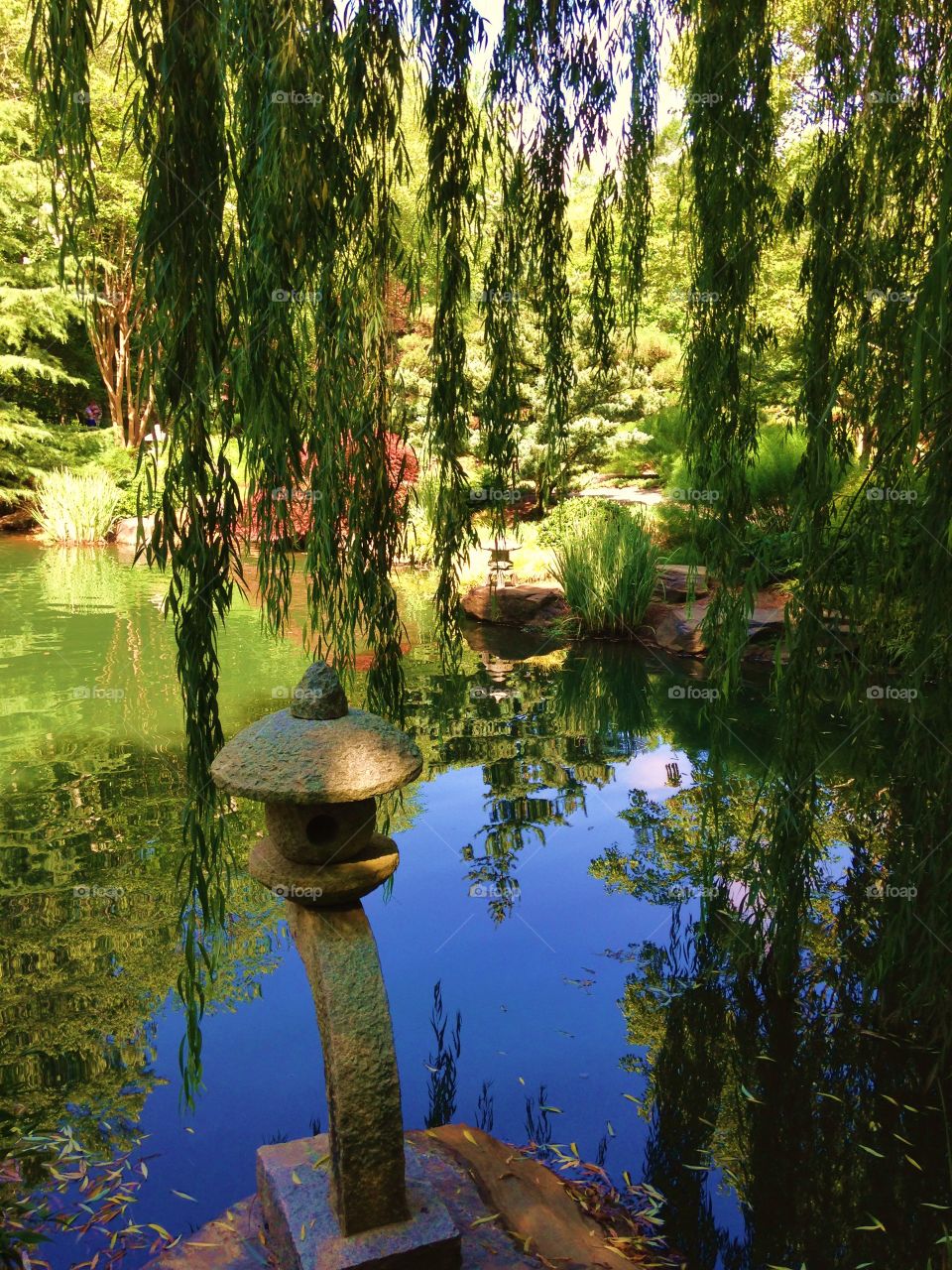 Reflections on my pond