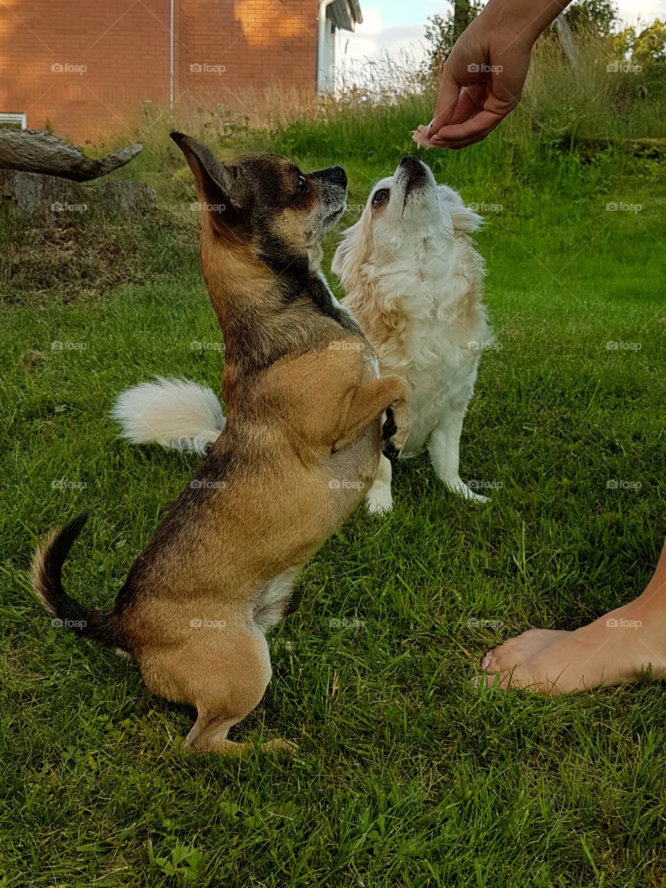 Happy dogs