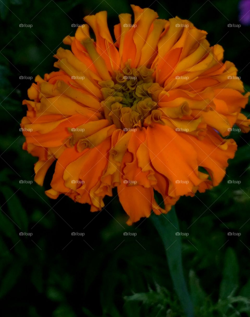 गेंदे का फूल (marigold)