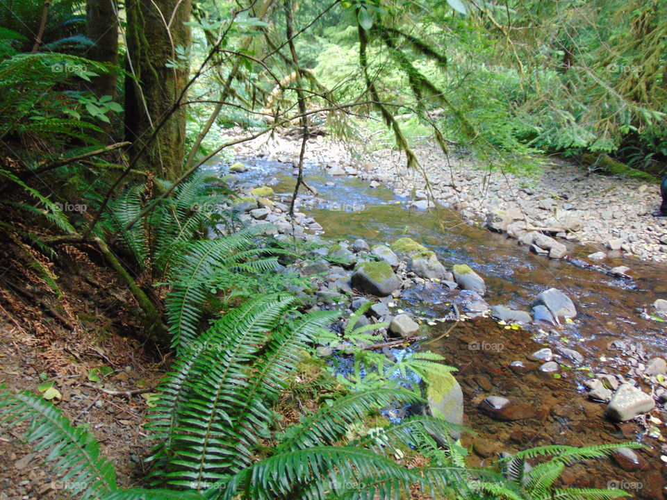 creek in mountain