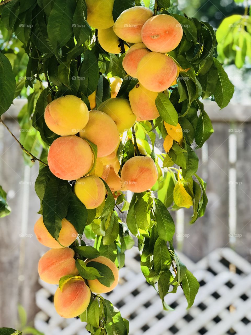 Full of peaches on the branch 🍑