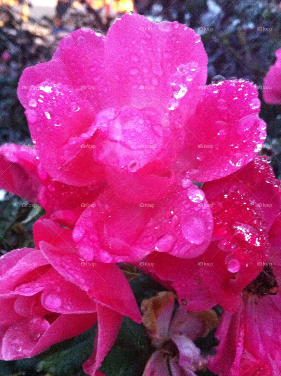Pink flowers with raindrops