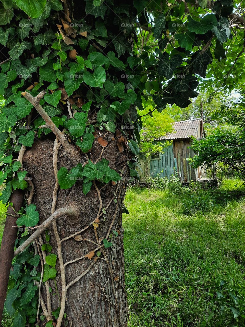 little hut in forest