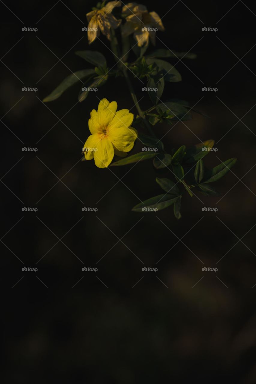 Capturing the essence of Spring, when everything comes back to life.