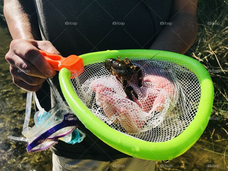 Crawdad from the river caught by the colorful kid net 