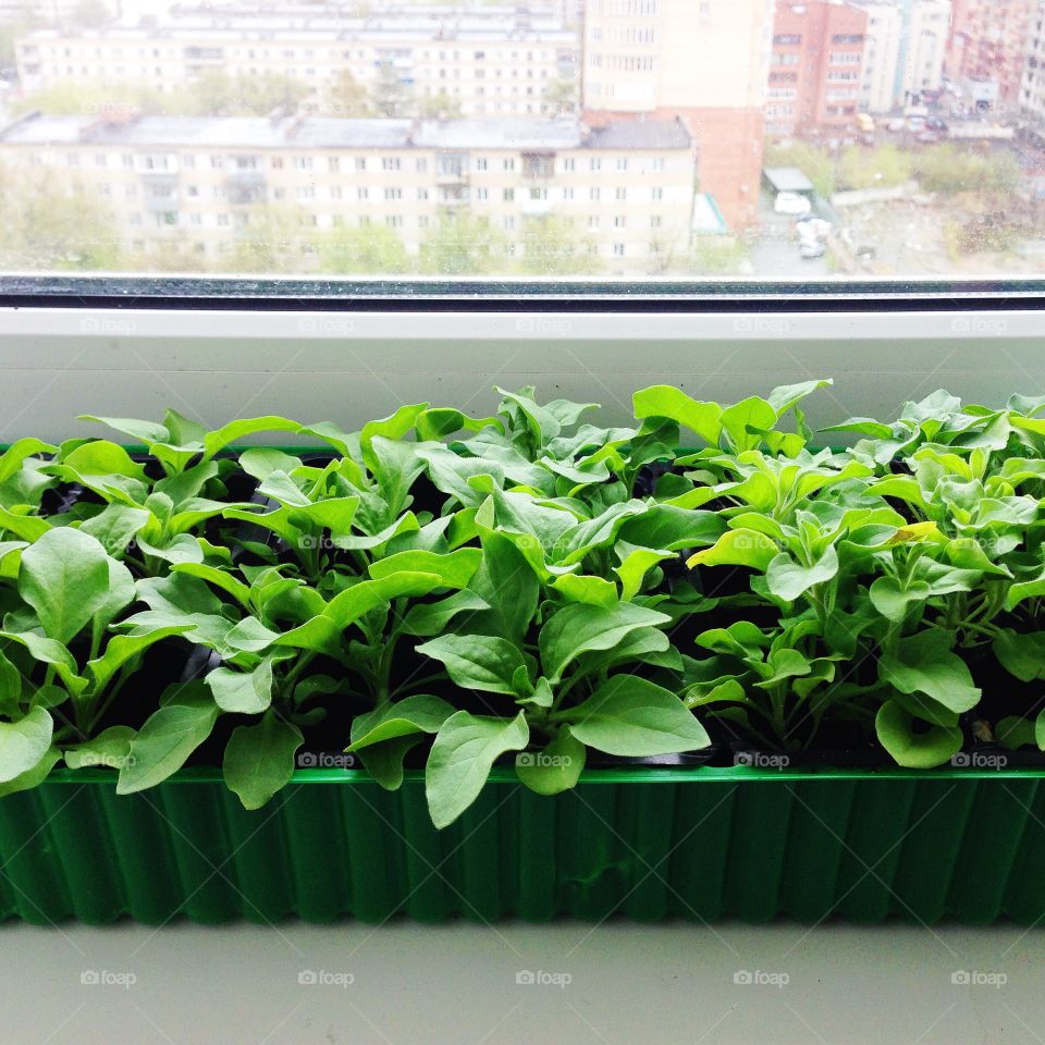 seedlings of flowers on the window. Seedlings