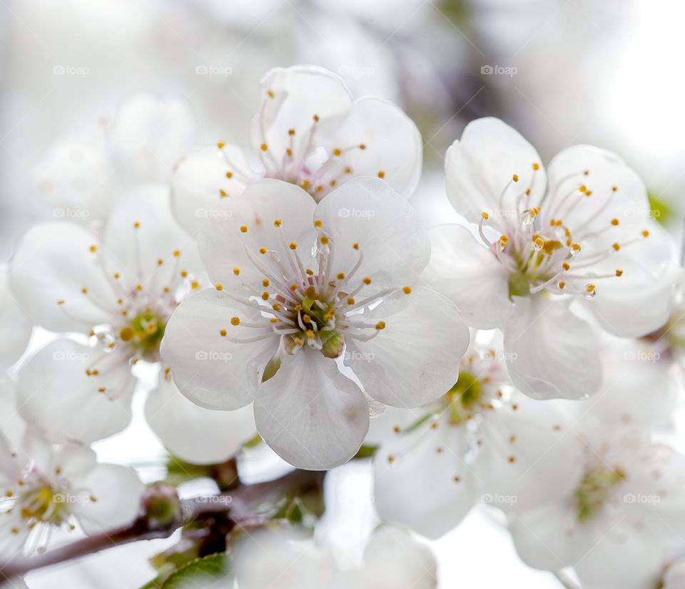 spring flowers,cherry blossom