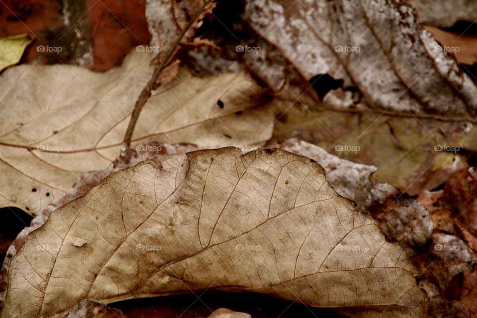 Teak Wood Leaves 