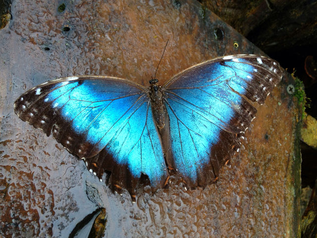 butterfly