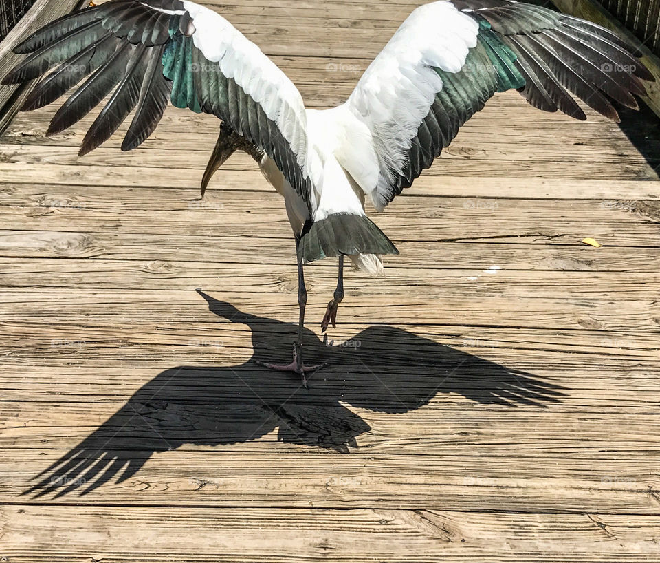 Cool Bird wingspan shadow